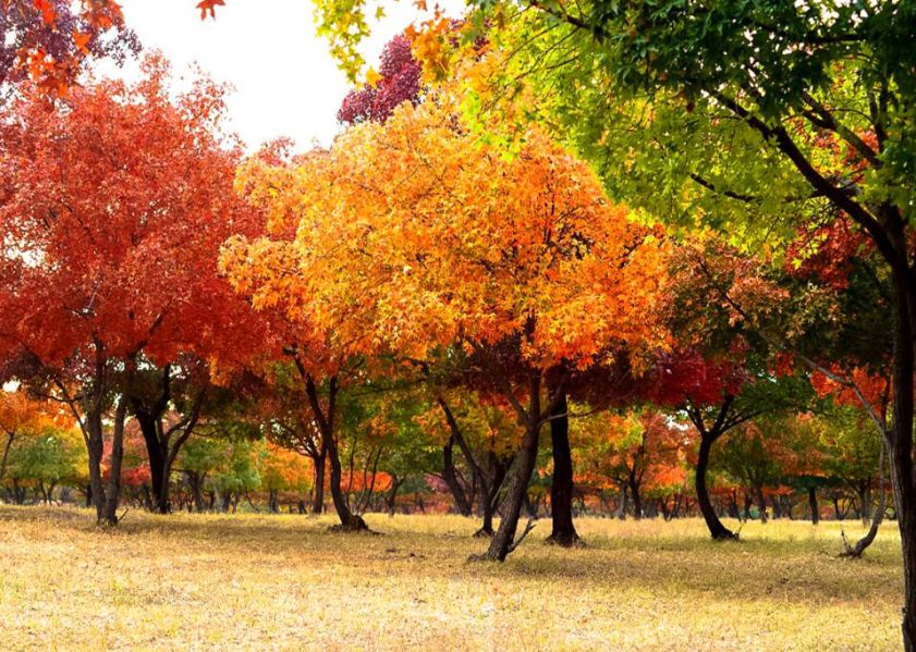 五角枫自然保护区